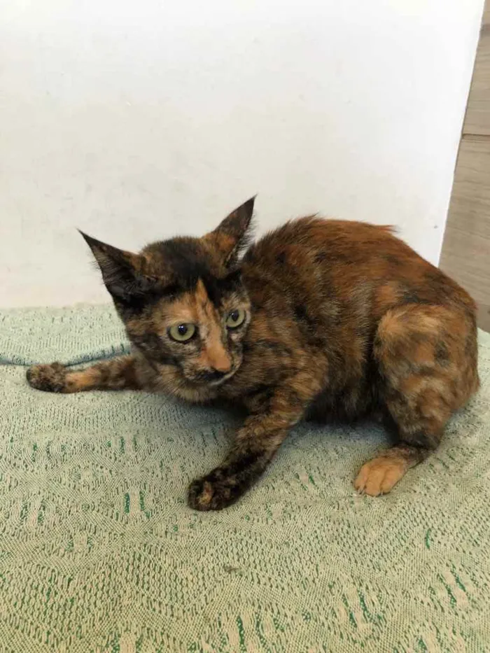 Gato ra a SRD idade 1 ano nome Anita 