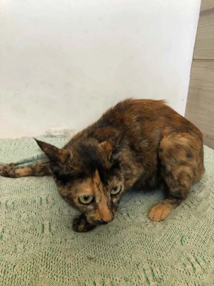 Gato ra a SRD idade 1 ano nome Anita 