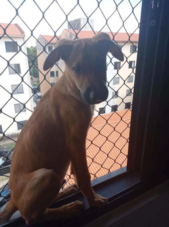 Cachorro ra a Pastor belga  idade 2 a 6 meses nome Duke