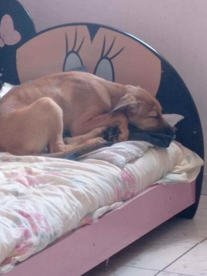 Cachorro ra a Pastor belga  idade 2 a 6 meses nome Duke