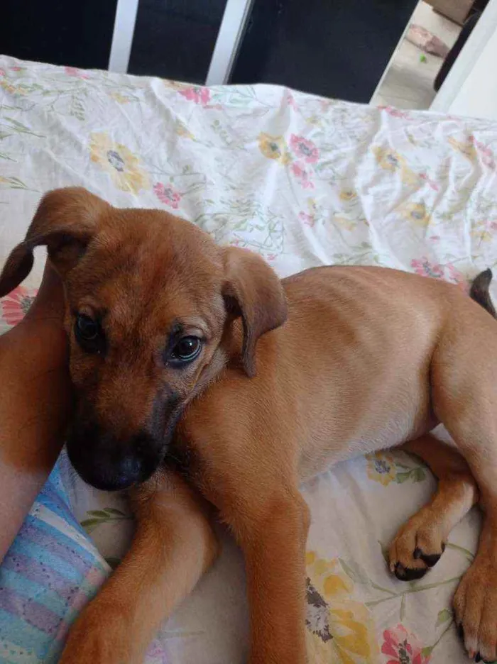 Cachorro ra a Pastor belga  idade 2 a 6 meses nome Duke