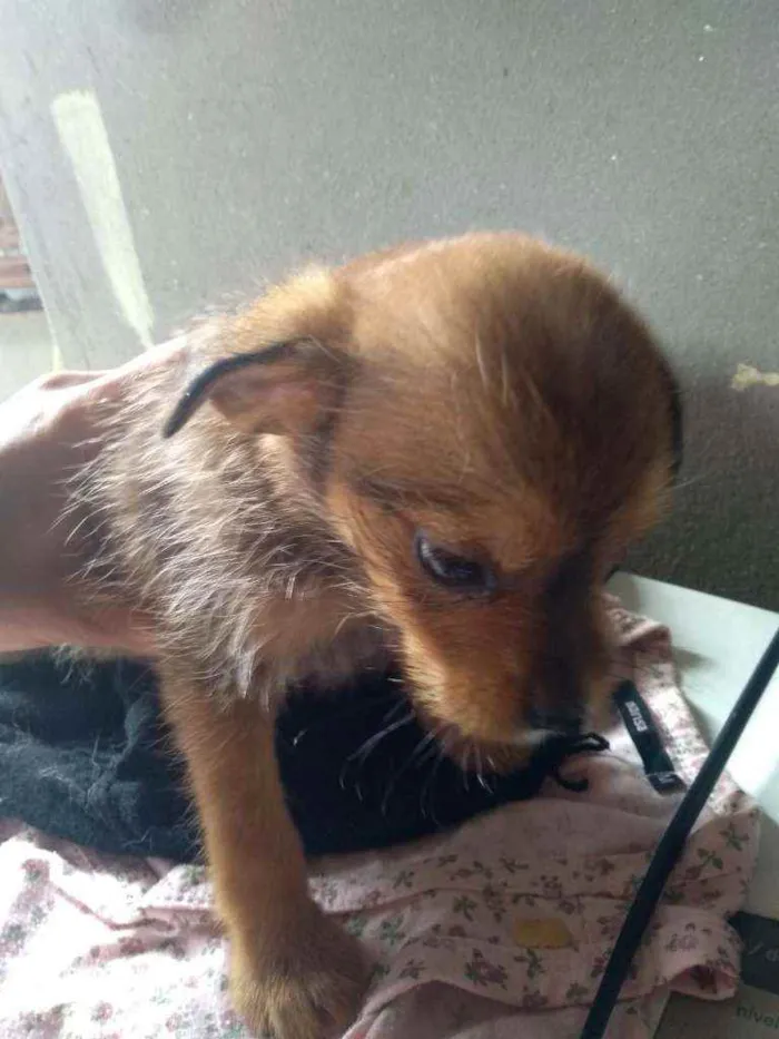 Cachorro ra a Sem raça definida  idade 2 a 6 meses nome Sem nome 