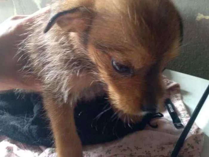 Cachorro ra a Sem raça definida  idade 2 a 6 meses nome Sem nome 