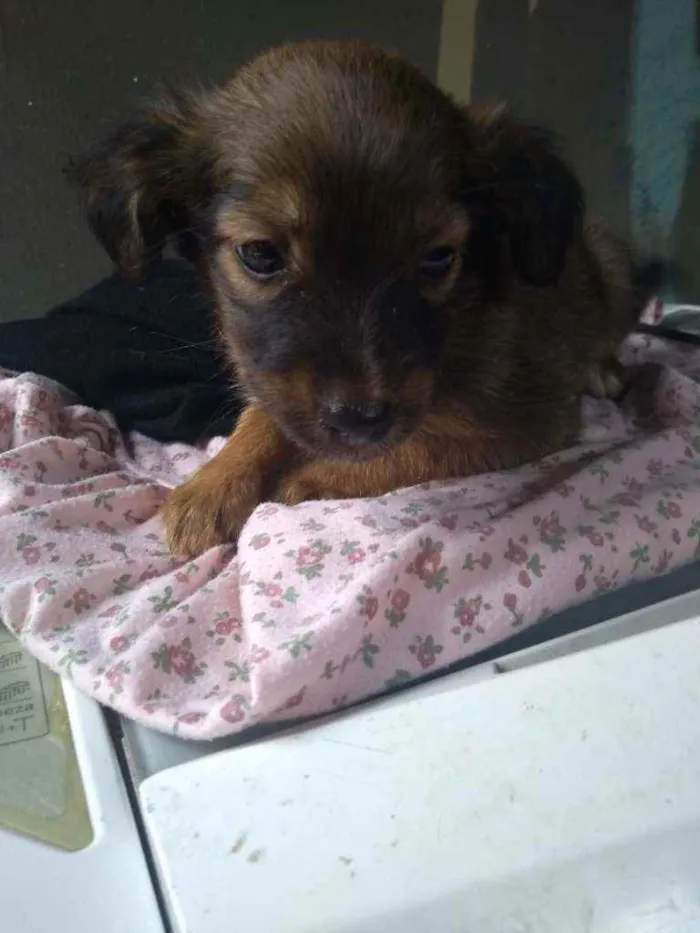 Cachorro ra a Sem raça dedinida  idade 2 a 6 meses nome Sem nome