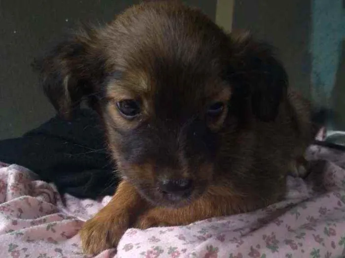 Cachorro ra a Sem raça dedinida  idade 2 a 6 meses nome Sem nome