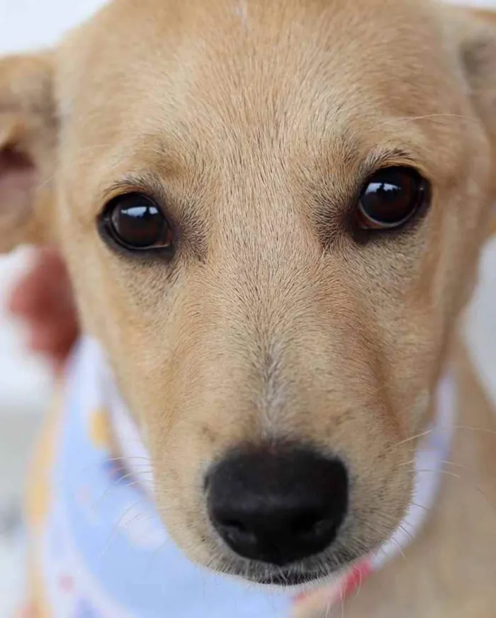 Cachorro ra a  idade 7 a 11 meses nome Não sei 