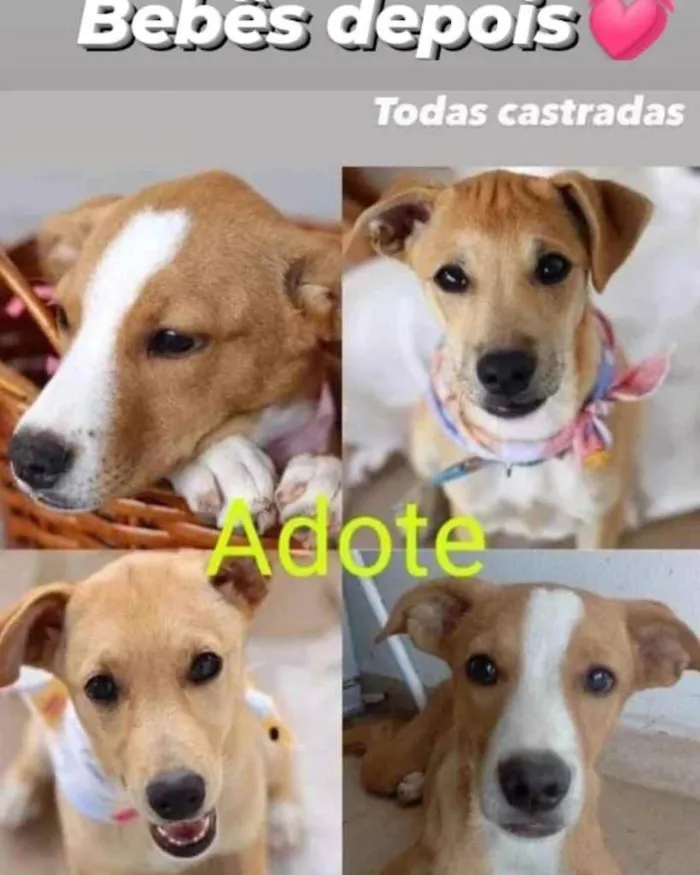 Cachorro ra a  idade 7 a 11 meses nome Não sei 