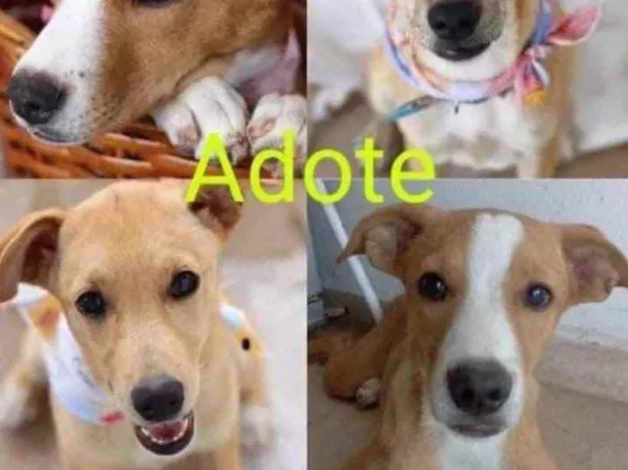 Cachorro ra a  idade 7 a 11 meses nome Não sei 