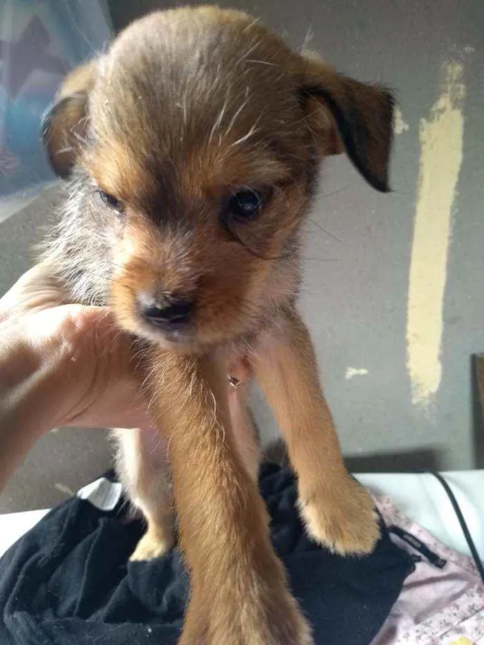 Cachorro ra a Sem raça definida idade 2 a 6 meses nome Sem nome 
