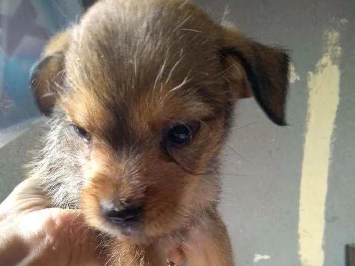 Cachorro ra a Sem raça definida idade 2 a 6 meses nome Sem nome 