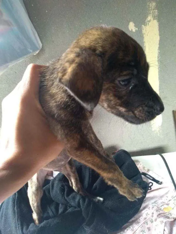 Cachorro ra a Sem raça dedinida  idade 2 a 6 meses nome Sem nome 