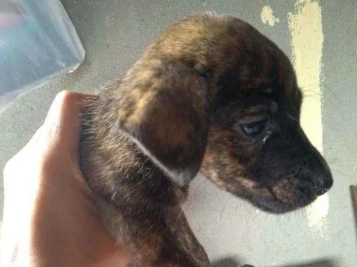 Cachorro ra a Sem raça dedinida  idade 2 a 6 meses nome Sem nome 