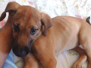 Cachorro raça Pastor belga  idade 2 a 6 meses nome Duke