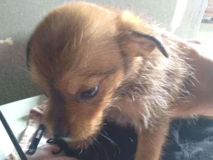Cachorro ra a Sem raça definida  idade 2 a 6 meses nome Sem nome 