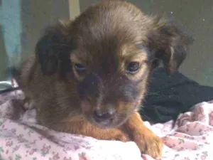 Cachorro raça Sem raça dedinida  idade 2 a 6 meses nome Sem nome