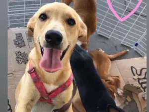 Cachorro raça  idade 7 a 11 meses nome Não sei 