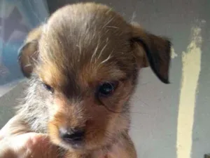 Cachorro raça Sem raça definida idade 2 a 6 meses nome Sem nome 