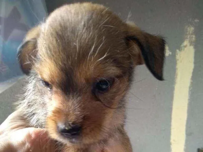Cachorro ra a Sem raça definida idade 2 a 6 meses nome Sem nome 