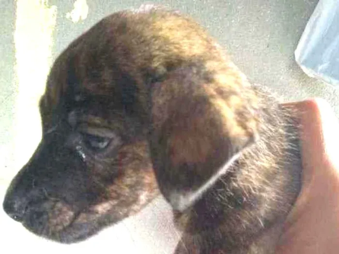 Cachorro ra a Sem raça dedinida  idade 2 a 6 meses nome Sem nome 