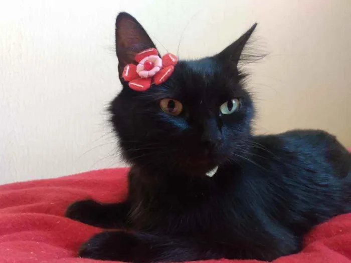 Gato ra a  idade 1 ano nome Charlotte