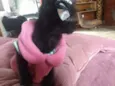 Miethie