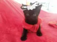 Miethie
