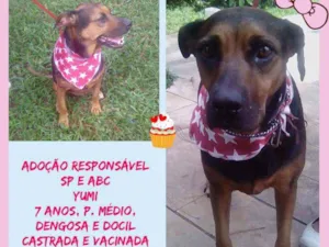 Cachorro raça SRD idade 6 ou mais anos nome Yumi