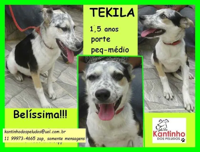 Cachorro ra a SRD idade 1 ano nome Tekila