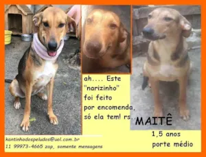 Cachorro raça SRD idade 1 ano nome Maitê