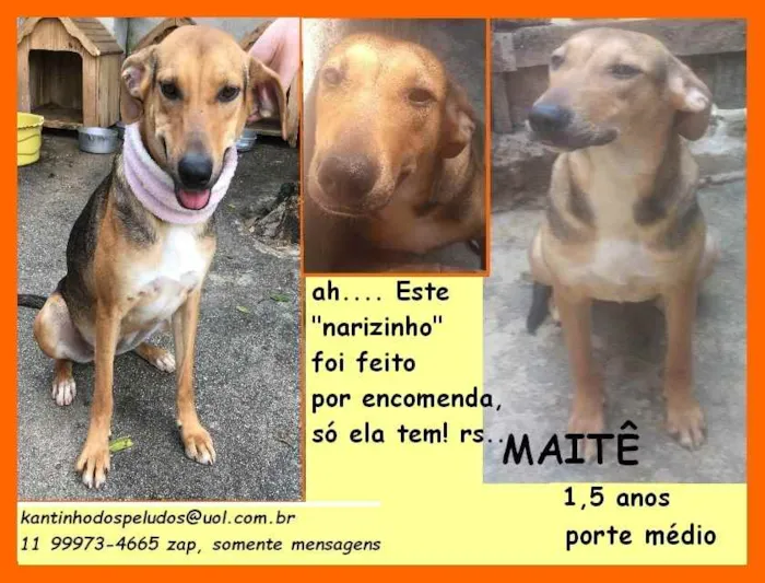 Cachorro ra a SRD idade 1 ano nome Maitê