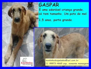 Cachorro raça SRD idade 1 ano nome Gaspar