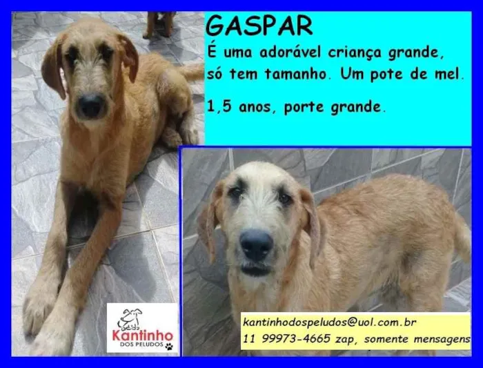 Cachorro ra a SRD idade 1 ano nome Gaspar