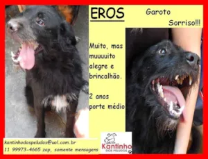 Cachorro raça SRD idade 2 anos nome Eros