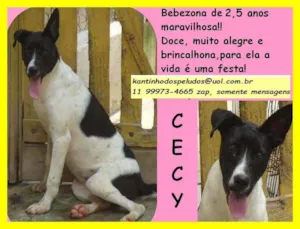 Cachorro raça SRD idade 2 anos nome Cecy