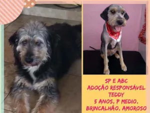 Cachorro raça SRD idade 5 anos nome Teddy