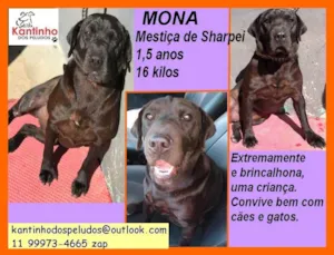 Cachorro raça SRD idade 1 ano nome Mona