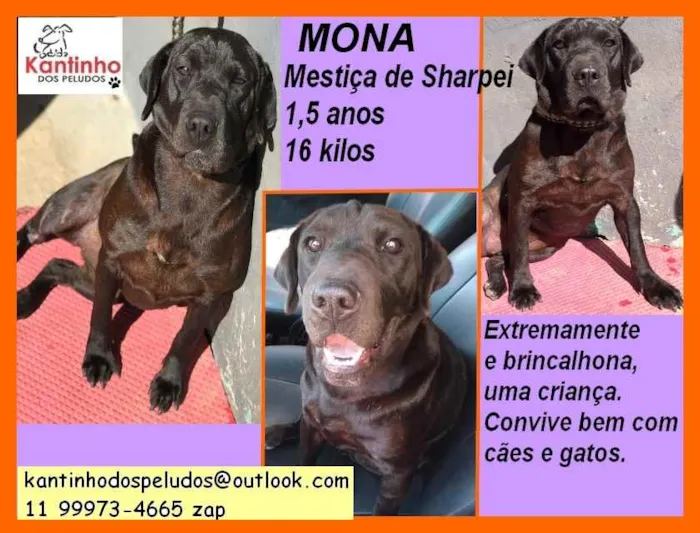 Cachorro ra a SRD idade 1 ano nome Mona