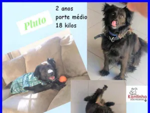 Cachorro raça SRD idade 2 anos nome Pluto