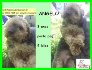 Cachorro raça SRD idade 3 anos nome Angelo