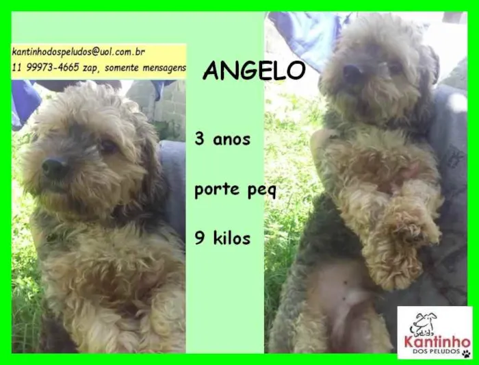 Cachorro raça SRD idade 3 anos nome Angelo