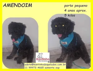 Cachorro raça SRD idade 4 anos nome Amendoim