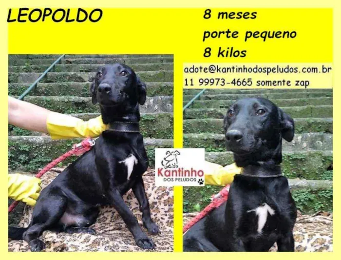 Cachorro raça SRD idade 7 a 11 meses nome Leopoldo