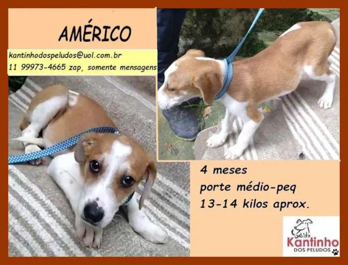 Cachorro ra a SRD idade 2 a 6 meses nome Américo