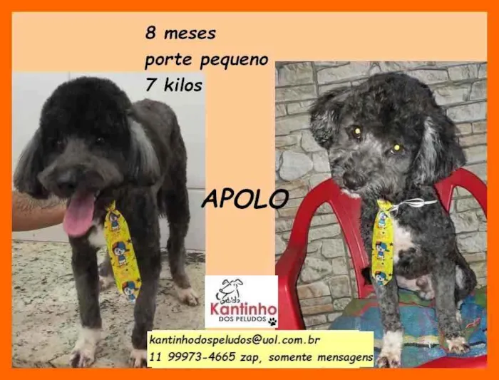 Cachorro raça SRD idade 7 a 11 meses nome Apolo