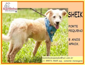 Cachorro raça SRD idade 6 ou mais anos nome Sheik