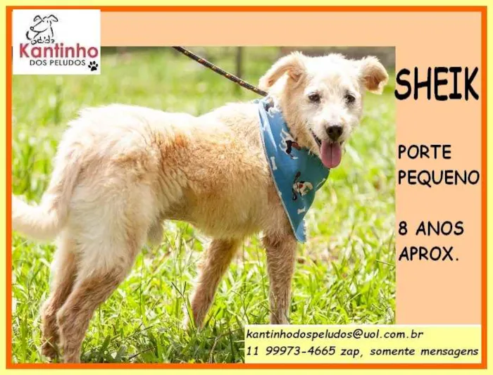 Cachorro raça SRD idade 6 ou mais anos nome Sheik