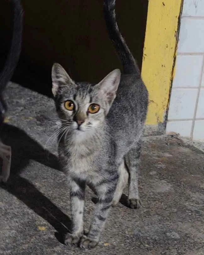 Gato ra a Sem raça definida idade 7 a 11 meses nome Lua