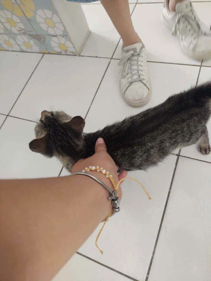 Gato ra a Sem raça definida idade 7 a 11 meses nome Lua