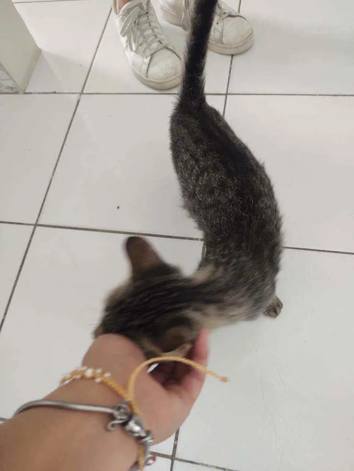 Gato ra a Sem raça definida idade 7 a 11 meses nome Lua