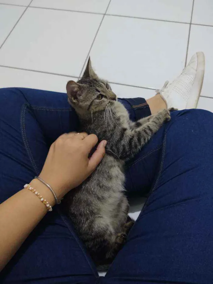 Gato ra a Sem raça definida idade 7 a 11 meses nome Lua